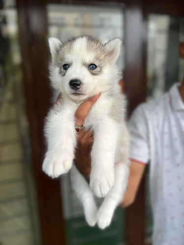 Dog for sale